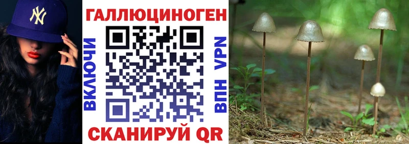 Псилоцибиновые грибы Psilocybine cubensis Лысьва